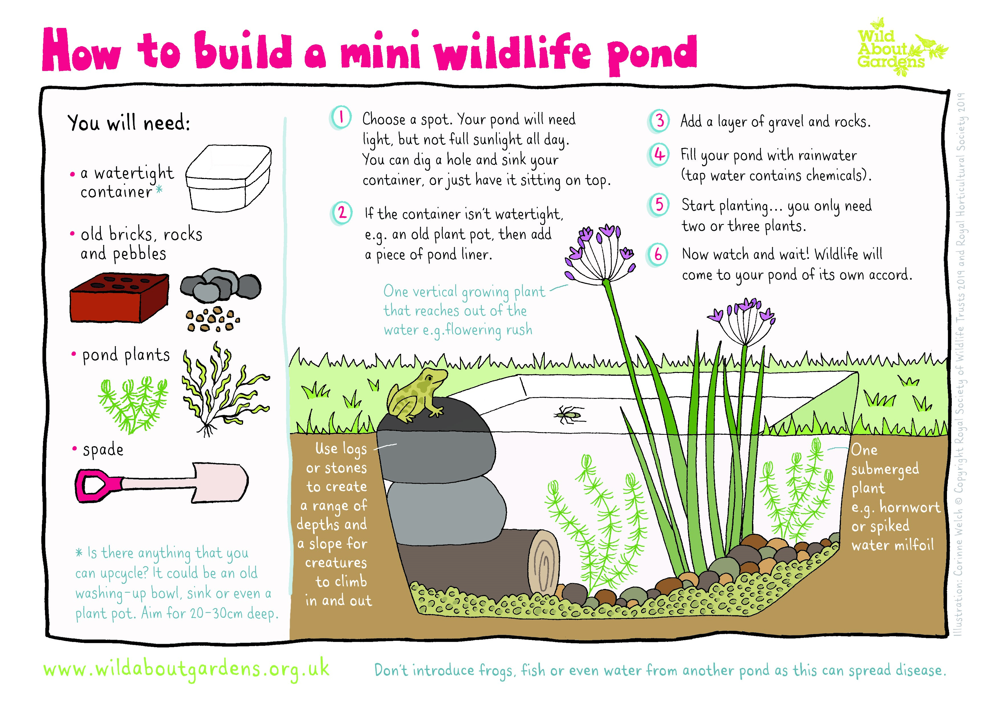 How to make mini pond Wildlife Watch